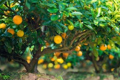 Kumquat symbolet av det vietnamesiska mån- nya året I nästan varje hushåll inkluderar avgörande köp för Tet persikan och kumquen arkivfoto Kumquat symbolet av det vietnamesiska mån- nya året I nästan varje hushåll inkluderar avgörande köp för Tet persikan och kumquen arkivfoto
