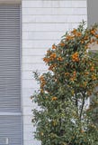 Kumquats are a group of small fruit-bearing trees in the flowering plant family Rutaceae royalty free stock images Kumquats are a group of small fruit-bearing trees in the flowering plant family Rutaceae royalty free stock images