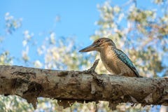 Kungsfiskare blått-påskyndad skrattfågel på en trädfilial på den Katherine klyftan, Australien arkivbilder Kungsfiskare blått-påskyndad skrattfågel på en trädfilial på den Katherine klyftan, Australien arkivbilder