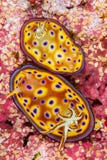 kunie\'s chromodoris sea slug nudibranch