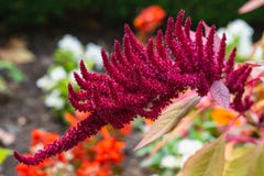 Kuntze för CelosiaArgentea L CV Tvåårig växt, rosa rak, röd enkel röd liten för blommaknoppar slitstark prydnad för stammar som ä arkivbild Kuntze för CelosiaArgentea L CV Tvåårig växt, rosa rak, röd enkel röd liten för blommaknoppar slitstark prydnad för stammar som ä arkivbild