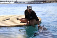 Kvinna och delfin i ett vatten arkivbilder Kvinna och delfin i ett vatten arkivbilder