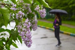 Kvinna som går med det svarta paraplyet under regnet och de purpurfärgade lila blommorna royaltyfri bild Kvinna som går med det svarta paraplyet under regnet och de purpurfärgade lila blommorna royaltyfri bild