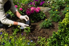 Kvinnan planterar ringblomman & x28; Tagetes& x29; plantor i blommaträdgården fotografering för bildbyråer Kvinnan planterar ringblomman & x28; Tagetes& x29; plantor i blommaträdgården fotografering för bildbyråer