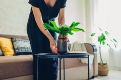 Kvinnan s?tter vasen med blommor p? tabellen Hemmafru som tar omsorg av hemtrevlighet i l?genhet Inre och dekor royaltyfri bild Kvinnan s?tter vasen med blommor p? tabellen Hemmafru som tar omsorg av hemtrevlighet i l?genhet Inre och dekor royaltyfri bild