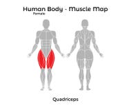 Kvinnlig människokropp - muskelöversikt, Quadriceps stock illustrationer Kvinnlig människokropp - muskelöversikt, Quadriceps stock illustrationer
