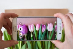 Kvinnlign räcker att ta en bild av härliga nya tulpan med smartphonen arkivfoto Kvinnlign räcker att ta en bild av härliga nya tulpan med smartphonen arkivfoto