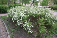 Kwiatonośni spirea krzaki w parku obraz stock Kwiatonośni spirea krzaki w parku obraz stock