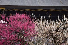 Kwiatonośni śliwkowi drzewa i stara świątynia, Kyoto Japonia Zdjęcia Royalty Free Kwiatonośni śliwkowi drzewa i stara świątynia, Kyoto Japonia Zdjęcia Royalty Free