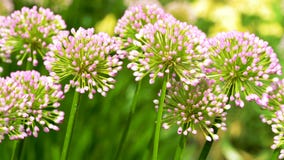 Kwiaty w ogródzie - menchie, wiosna, pole, okwitnięcie, flora, kwiat, piękny zdjęcia stock Kwiaty w ogródzie - menchie, wiosna, pole, okwitnięcie, flora, kwiat, piękny zdjęcia stock
