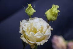 Kwitnie eustoma, Chińskie róże piękne, delikatni kolory zdjęcia royalty free Kwitnie eustoma, Chińskie róże piękne, delikatni kolory zdjęcia royalty free