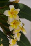 kwitnie frangipani zdjęcia stock kwitnie frangipani zdjęcia stock