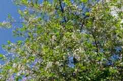 Kwitnąca jabłoń przeciw niebieskiemu niebu obudzenie natura Poj?cie wiosna obrazy stock Kwitnąca jabłoń przeciw niebieskiemu niebu obudzenie natura Poj?cie wiosna obrazy stock