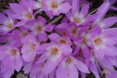 Kwitnącego kwiecenie kwiatów tła Fiołkowy Purpurowy krokus I zieleń zdjęcie stock Kwitnącego kwiecenie kwiatów tła Fiołkowy Purpurowy krokus I zieleń zdjęcie stock