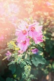 Kwitnący hollyhock w ogródzie lub parku Kwiatu łóżko zdjęcie stock Kwitnący hollyhock w ogródzie lub parku Kwiatu łóżko zdjęcie stock