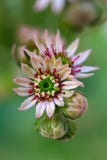 Kwitnący kwiatu Echeveria elegans Wzrastał Odwiecznie roślina fotografuje w górę obraz stock Kwitnący kwiatu Echeveria elegans Wzrastał Odwiecznie roślina fotografuje w górę obraz stock