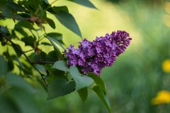 kwitnący purpurowy bez na gałąź na zielonym tle w wiośnie zdjęcie stock kwitnący purpurowy bez na gałąź na zielonym tle w wiośnie zdjęcie stock