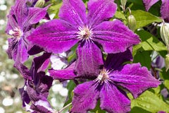 Kwitnący purpurowy clematis w ogródzie na tle zieleni liście zdjęcia stock Kwitnący purpurowy clematis w ogródzie na tle zieleni liście zdjęcia stock