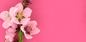 Kwitnący Sakura, wiosna kwitnie na różowym tle z przestrzenią zdjęcie stock Kwitnący Sakura, wiosna kwitnie na różowym tle z przestrzenią zdjęcie stock