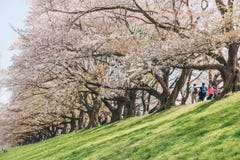 Kyoto, JAPAN - April 3, 2018: People enjoy seeing beautiful blooming cherry blossom at Yawatashi stock photography Kyoto, JAPAN - April 3, 2018: People enjoy seeing beautiful blooming cherry blossom at Yawatashi stock photography