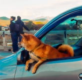 Kyoto, Japão - 2010: cão do inu do shiba que olha fora do carro imagens de stock Kyoto, Japão - 2010: cão do inu do shiba que olha fora do carro imagens de stock