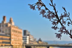 Kyoto, Japan Spring River View Stock Photo - Image of period, plants: 46429714