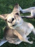 KÄNGURU-NETTES GESICHT lizenzfreie stockfotos KÄNGURU-NETTES GESICHT lizenzfreie stockfotos
