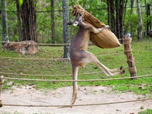 Känguruboxning i Thailand royaltyfri bild Känguruboxning i Thailand royaltyfri bild