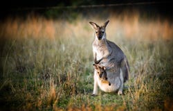 känguruunge känguru känguruunge känguru