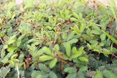 Känslig växt på grön lövverk, röda blommor i sommar royaltyfria foton Känslig växt på grön lövverk, röda blommor i sommar royaltyfria foton