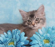 Kätzchen unter blauen Blumen Stockbild Kätzchen unter blauen Blumen Stockbild
