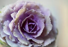 Kålblomma på abstrakt bakgrund arkivbilder Kålblomma på abstrakt bakgrund arkivbilder