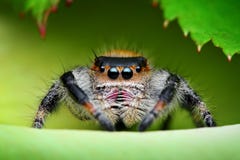 Königliche springende Spinne stockfotografie Königliche springende Spinne stockfotografie