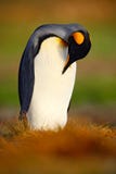 Königpinguin, Aptenodytes patagonicus, das im Gras sitzen und Reinigungsgefieder, Falkland Islands Pinguin im Gras Schwarzes und lizenzfreies stockbild Königpinguin, Aptenodytes patagonicus, das im Gras sitzen und Reinigungsgefieder, Falkland Islands Pinguin im Gras Schwarzes und lizenzfreies stockbild