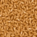 Körner des nahtlosen Hintergrundes der Weizennahaufnahme Stockbild Körner des nahtlosen Hintergrundes der Weizennahaufnahme Stockbild