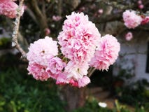 Körsbärsröd blomning fotografering för bildbyråer Körsbärsröd blomning fotografering för bildbyråer