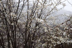 Körsbärsrött träd för vita blommor under snö fotografering för bildbyråer Körsbärsrött träd för vita blommor under snö fotografering för bildbyråer