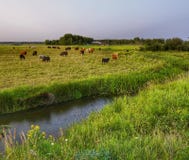 Kühe in der Weide stockfotos Kühe in der Weide stockfotos