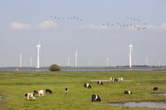 Kühe und Windkraftanlagen nahe Spakenburg in Holland lizenzfreie stockbilder Kühe und Windkraftanlagen nahe Spakenburg in Holland lizenzfreie stockbilder