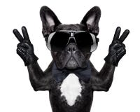 Kühler Hund Kühler Hund
