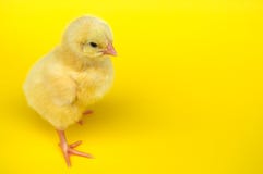 Küken im Studiogelbhintergrundhühnerhennen-Babytier lizenzfreie stockfotos Küken im Studiogelbhintergrundhühnerhennen-Babytier lizenzfreie stockfotos