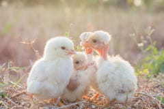 Küken mit Natur am Abend lizenzfreies stockbild Küken mit Natur am Abend lizenzfreies stockbild