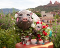 Künstlerische Schweine gedeckt mit Blumen vor einem Speicher im sedona lizenzfreie stockbilder Künstlerische Schweine gedeckt mit Blumen vor einem Speicher im sedona lizenzfreie stockbilder