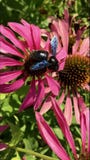 L'abeille ? ailes vole lentement ? l'usine, rassemblent le nectar pour le miel sur le rucher priv? de la fleur images stock L'abeille ? ailes vole lentement ? l'usine, rassemblent le nectar pour le miel sur le rucher priv? de la fleur images stock