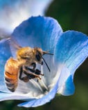 L'abeille de miel rassemble le nectar sur une fleur bleue Tir haut et macro de fin image stock L'abeille de miel rassemble le nectar sur une fleur bleue Tir haut et macro de fin image stock