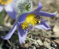 pour - Se relier maintenant entre nous pour rayonner l'Amour - Page 7 L-abeille-mellifera-d-api-pollinisent-la-fleur-de-pulsatilla-slavica-de-pulsatilla-petites-abeille-et-fleur-30039759