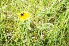 L'abeille se repose sur une fleur de pissenlit sur un pré vert un jour ensoleillé d'été Plan rapproché, foyer sélectif photo libre de droits L'abeille se repose sur une fleur de pissenlit sur un pré vert un jour ensoleillé d'été Plan rapproché, foyer sélectif photo libre de droits