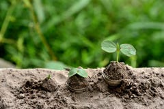 L'affare/finanza sulla natura pianta i concetti fotografie stock L'affare/finanza sulla natura pianta i concetti fotografie stock