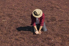 L'agriculteur avec le chapeau se tenant sur le café sec, tenant le grain de café sec, a rôti le grain de café à l'arrière-plan, f photos libres de droits L'agriculteur avec le chapeau se tenant sur le café sec, tenant le grain de café sec, a rôti le grain de café à l'arrière-plan, f photos libres de droits