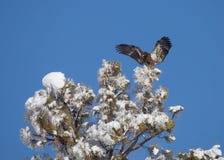 L'aigle chauve non mûr entrant pour un atterrissage sur une neige a couvert l'arbre image stock L'aigle chauve non mûr entrant pour un atterrissage sur une neige a couvert l'arbre image stock